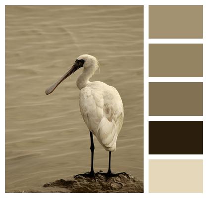 Black Faced Spoonbill Wildlife Bird Image